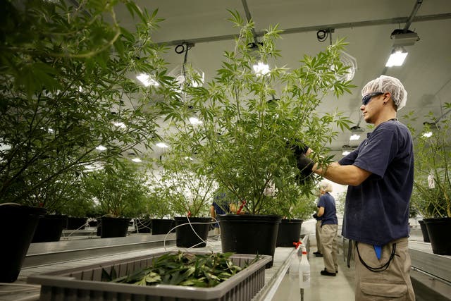 A worker collects cuttings from a marijuana plant at the Canopy Growth Corporation facility in Smiths Falls, Canada