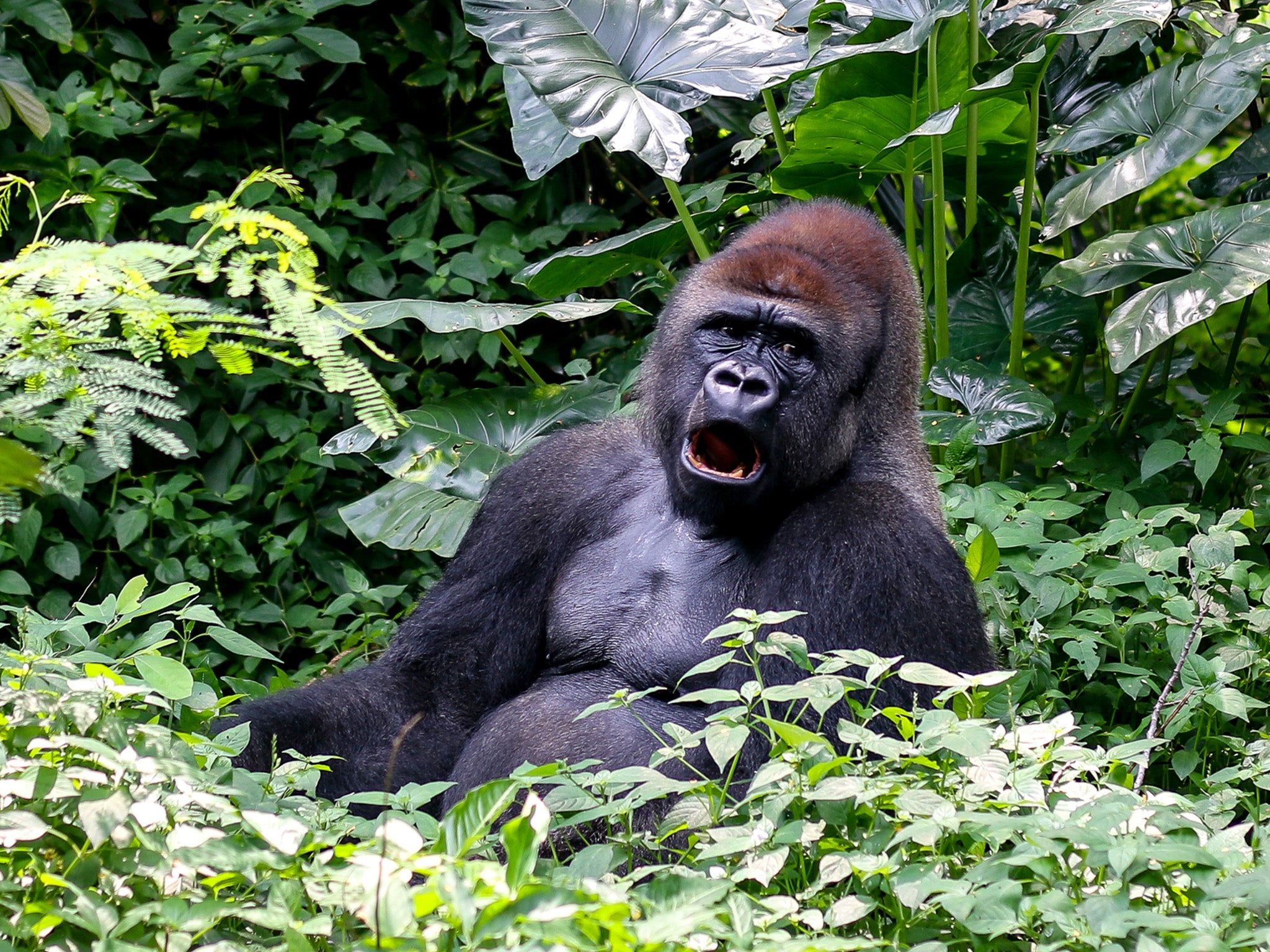 &#13;
Do humans have more in common with gorillas than previously thought? &#13;