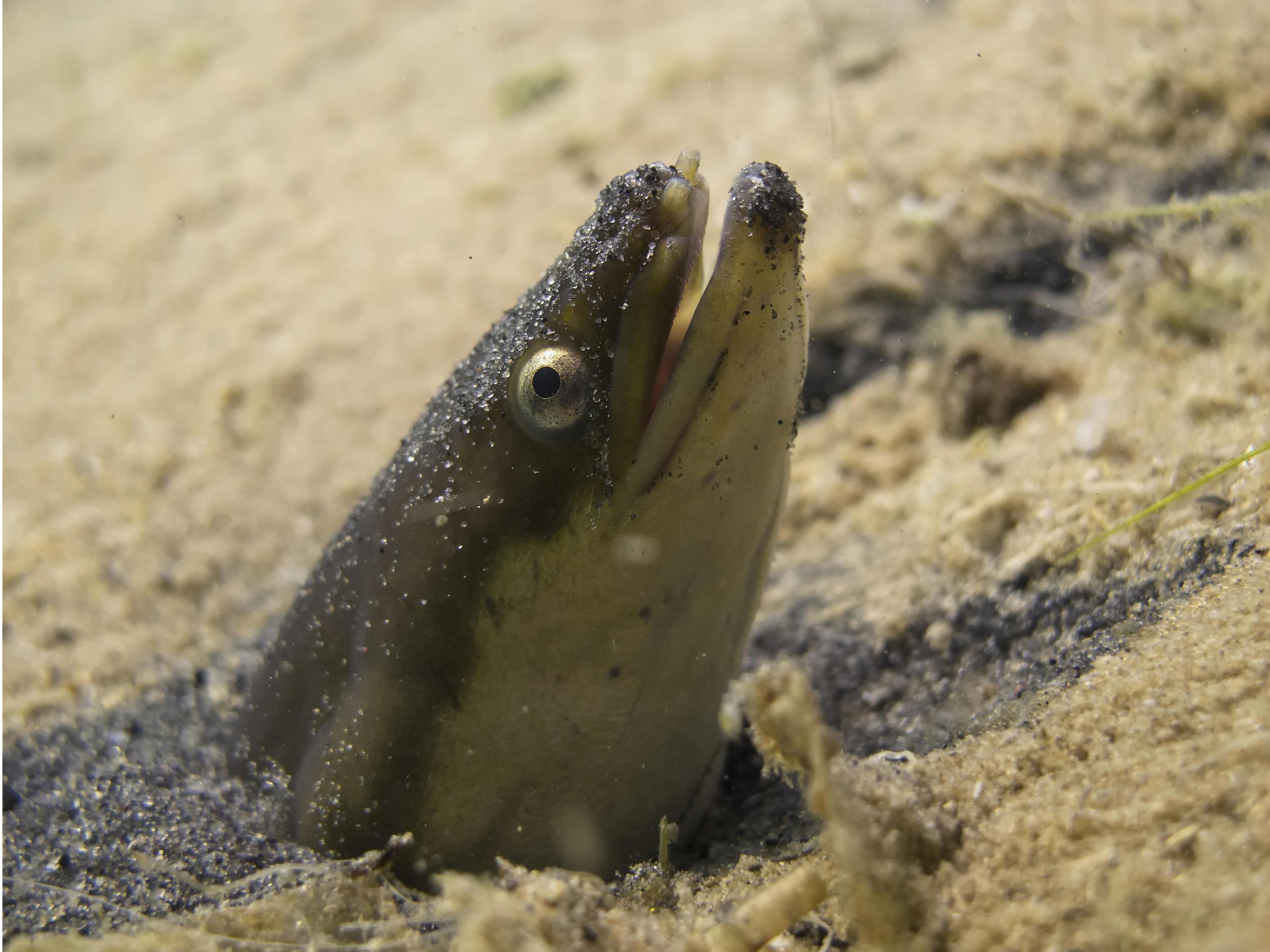 A European eel looks out of a sand hole in Lake Helenesee, near Frankfurt