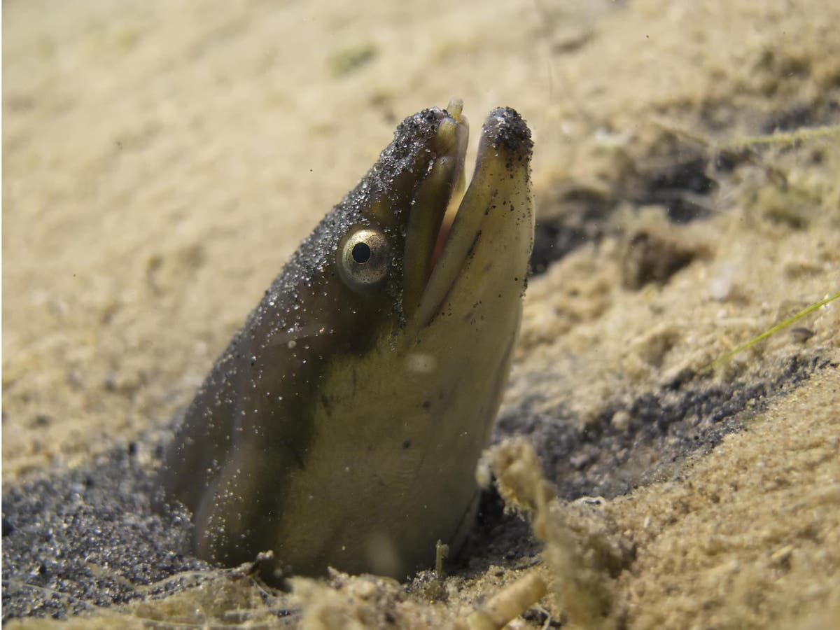 Eels are getting high on cocaine in Britain's drug-polluted rivers