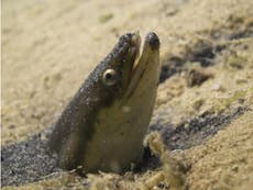 Eels are getting high on cocaine in Britain's drug-polluted rivers