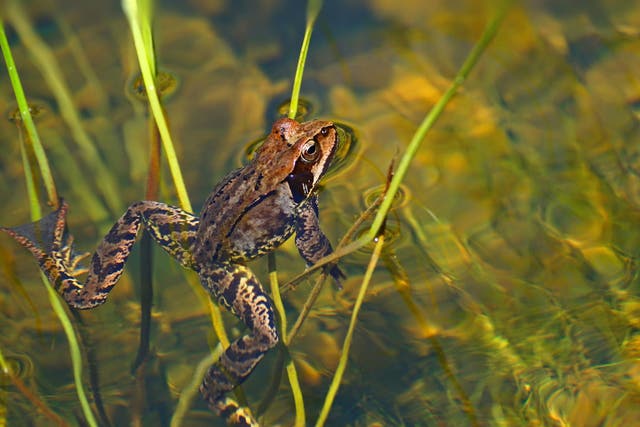 Sightings of frogs have decreased in recent years, and the RSPB is encouraging people to build ponds for the amphibians