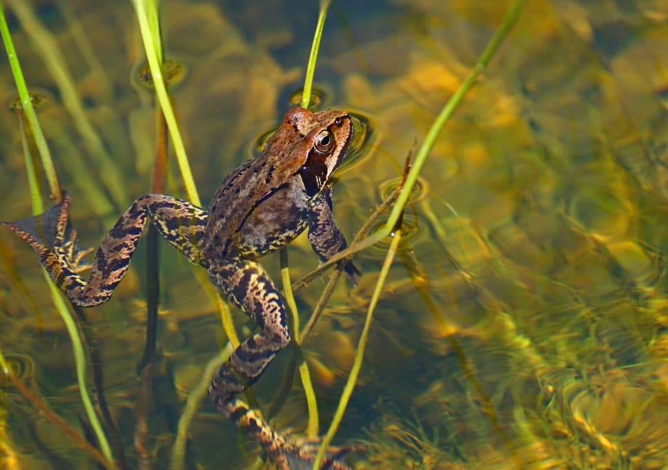 Frogs And Toads Vanishing From British Gardens Due To Lack Of