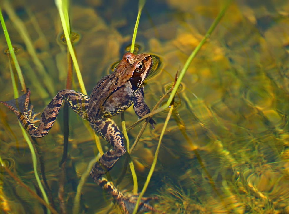 Sightings of frogs have decreased in recent years, and the RSPB is encouraging people to build ponds for the amphibians