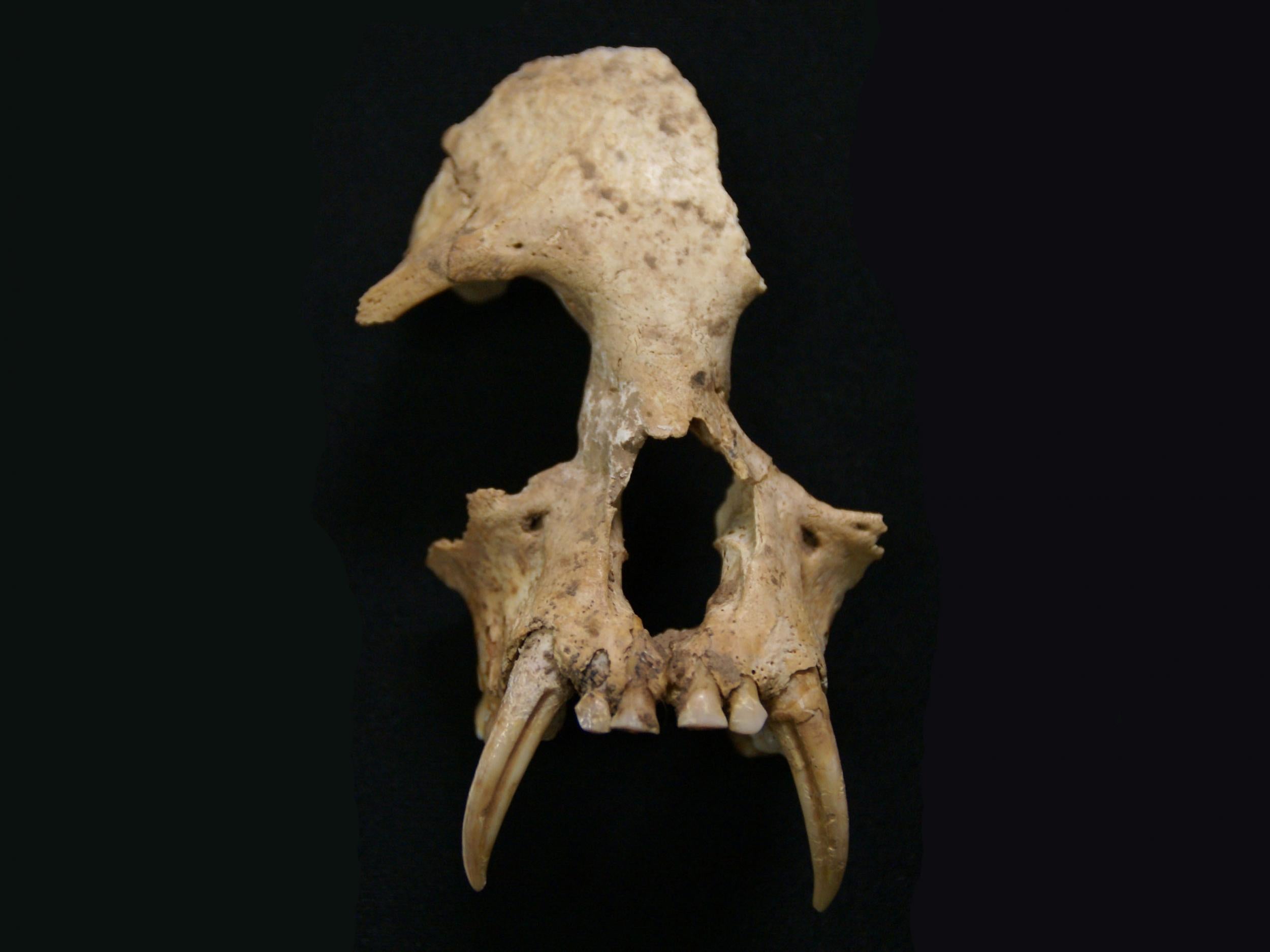 Skull of Junzi imperialis, a newly discovered gibbon species found in a grave in China
