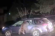 Police smash car window to free bear trapped inside in California