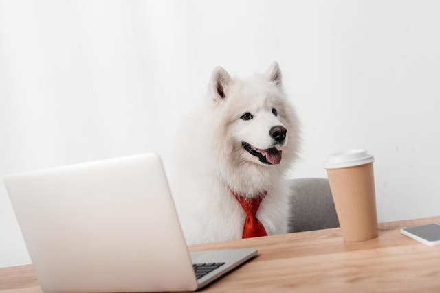 Take Your Dog to Work Day is held on annually on the 22nd of June