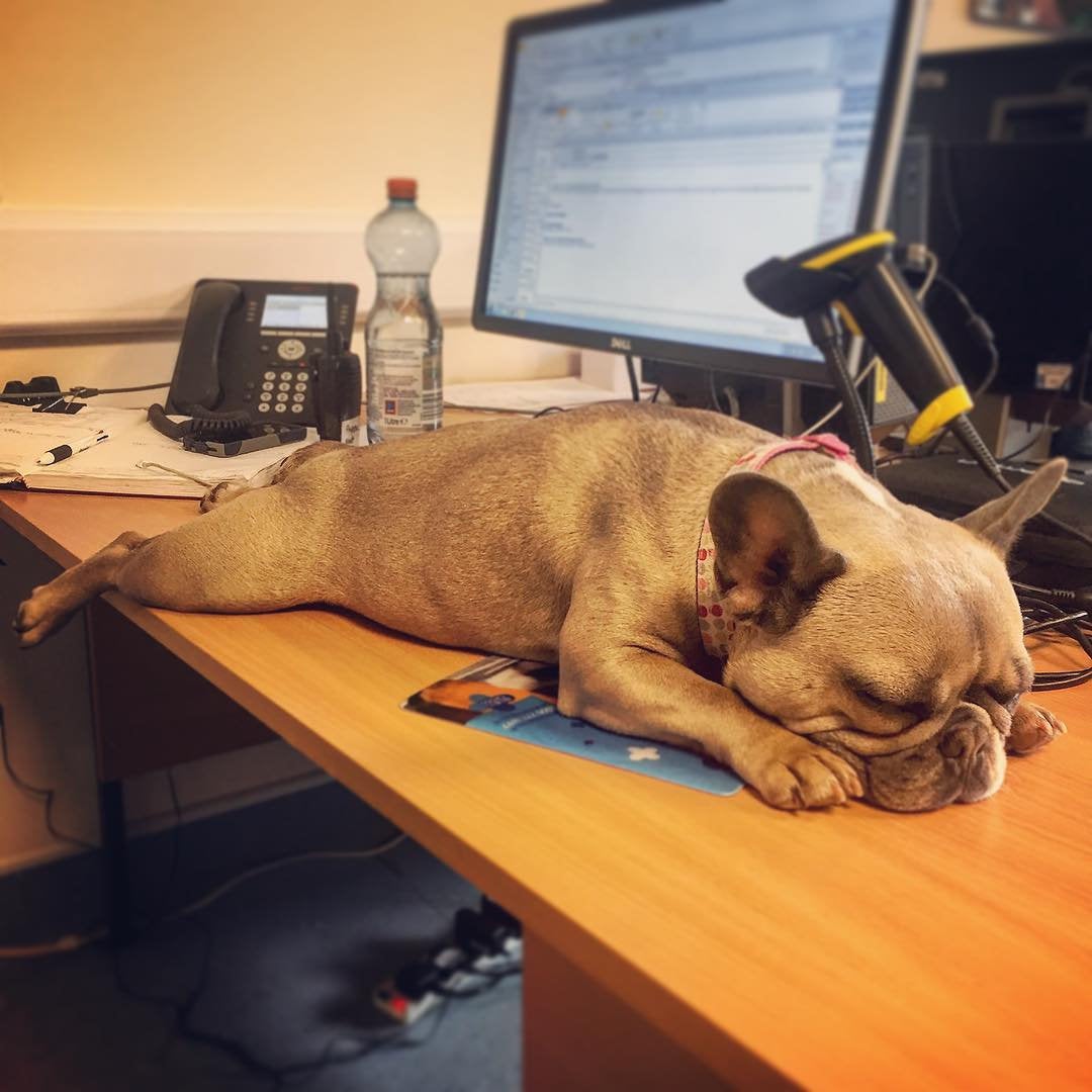 Dogs join their owners at work today