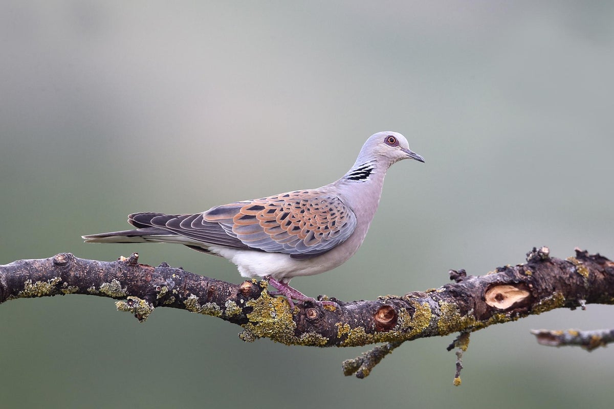 Garden bird seed linked with deaths of critically endangered British ...