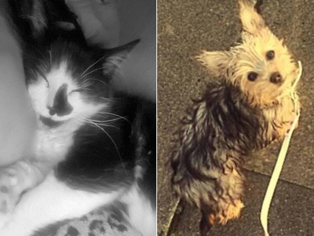 Family's pet cat and dog 'deliberately killed with poisonlaced