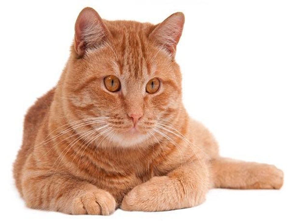 Missing Cat Reunited With Owner After 10 Years The Independent Independent