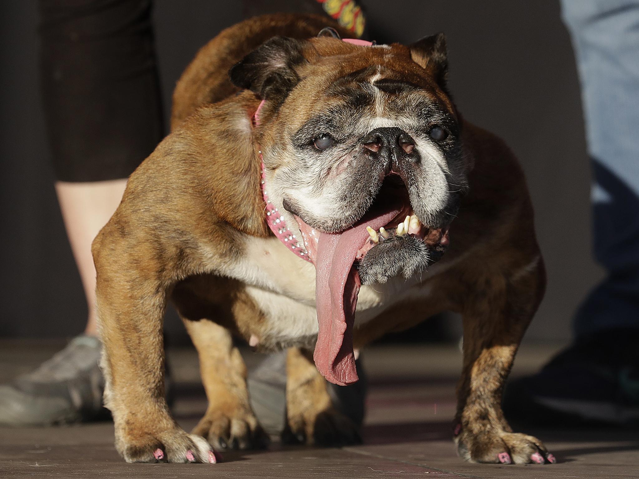 Ugliest dog in hot sale the world 2018