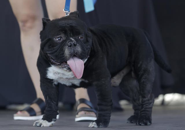 Dog Owners Walk 870 Miles A Year Study Claims The Independent The Independent