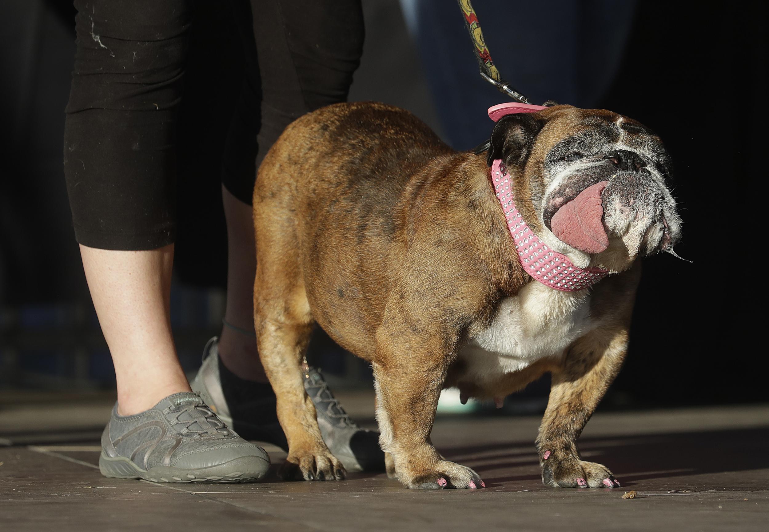 English bulldog hot sale shows 2018