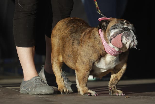 Zsa Zsa stands with owner Megan Brainard as she wins World's Ugliest Dog