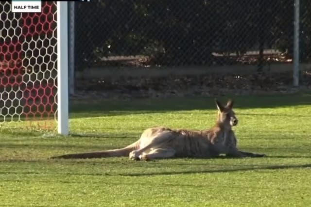 A kangaroo held up the game between Capital FC and Belconnen United for 32 minutes