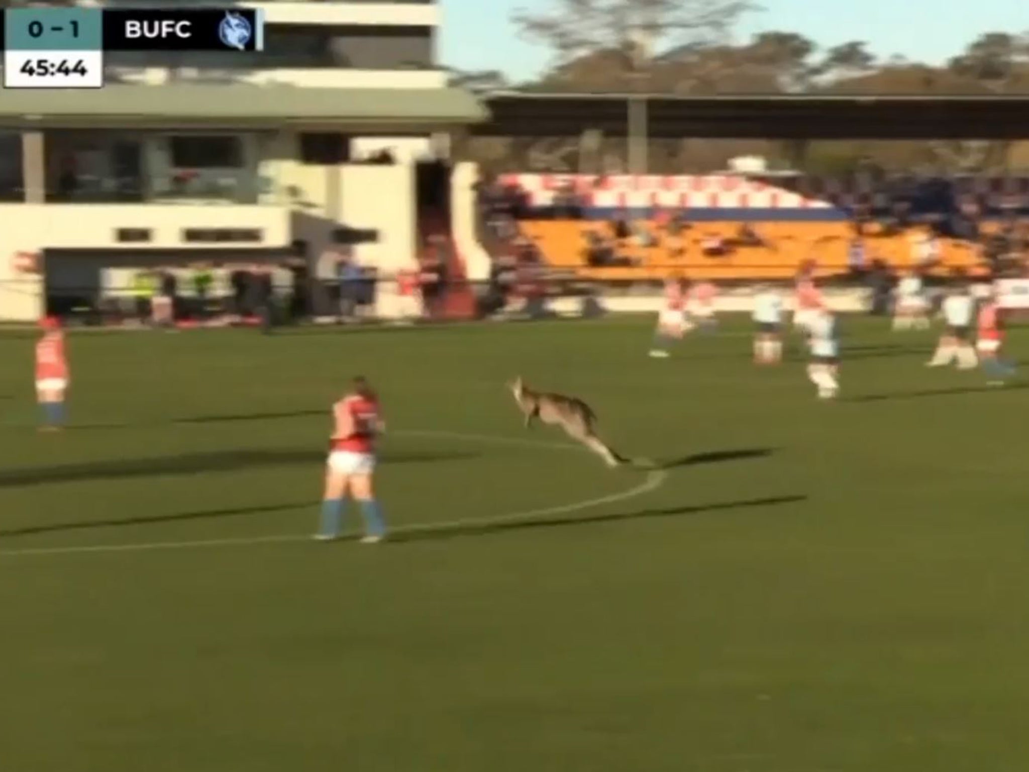 The kangaroo returned in the middle of the second half, sending players fleeing for safety