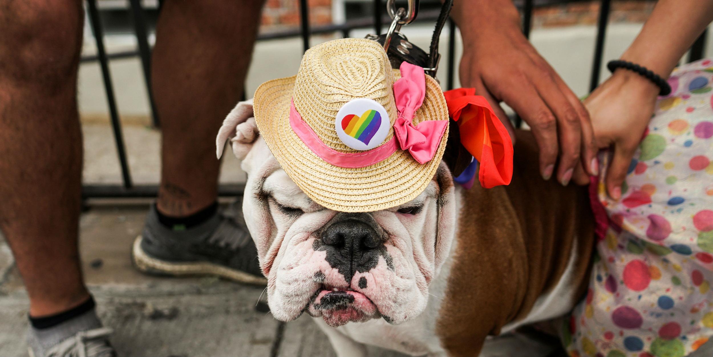 15 times dogs were totally supportive of the LGBT community at Pride