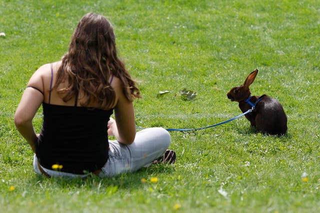 Key changes in the brains of pet rabbits have made them docile and happy to spend time with humans