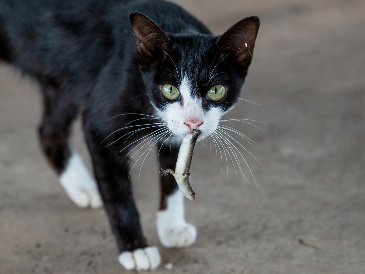 Cats kill two million Australian reptiles every day, pushing species to