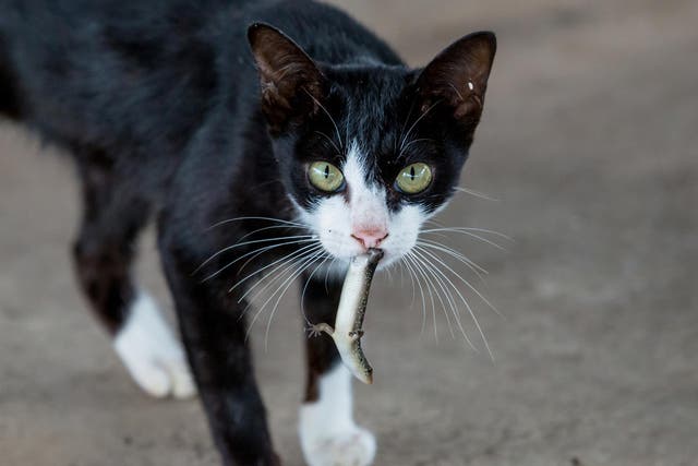 Some cats have been 'bingeing' on reptiles, with scientists finding up to 40 individuals in a single stomach