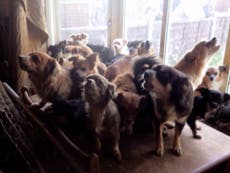 RSPCA find 82 ‘frightened’ dogs in ‘filthy, cramped’ house