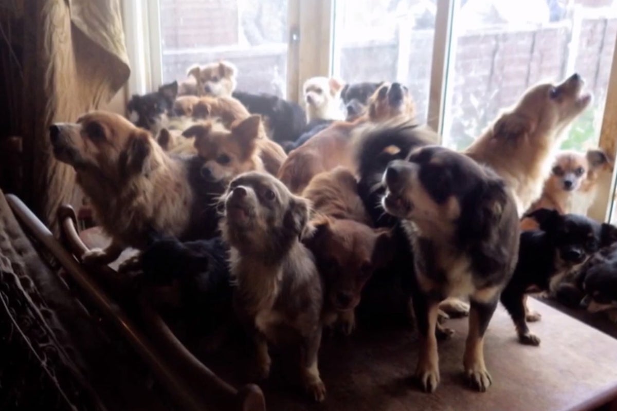 Chihuahua Facts Chihuahua Lovers Website RSPCA Discover 82