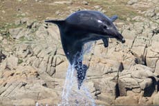 Dolphins filmed jumping for joy off Cornish coast