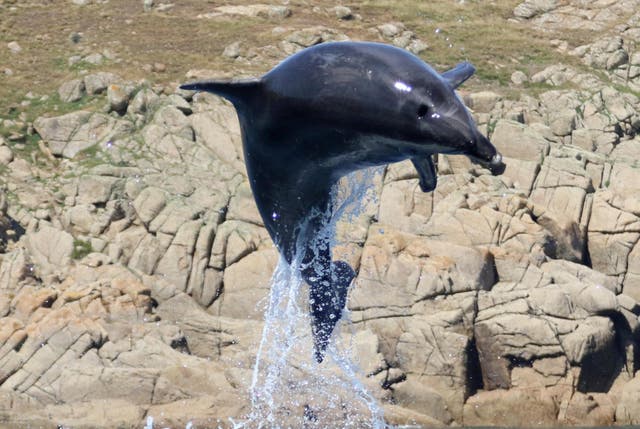 The woman was attempting photograph a dolphin when she fell into the water. 