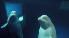 World’s first open water beluga whale sanctuary to open in Iceland