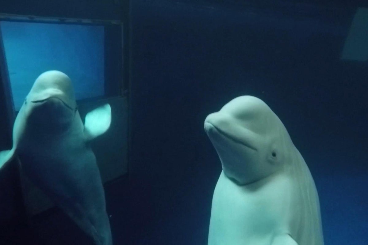 World's first open water beluga whale sanctuary to open in iceland