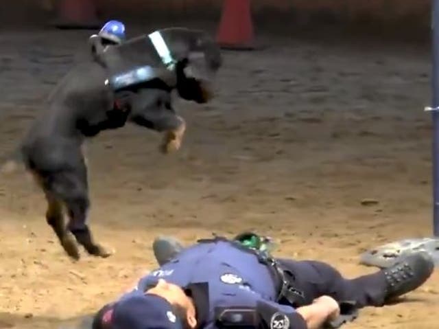 Police dog Poncho performs CPR on a Madrid officer