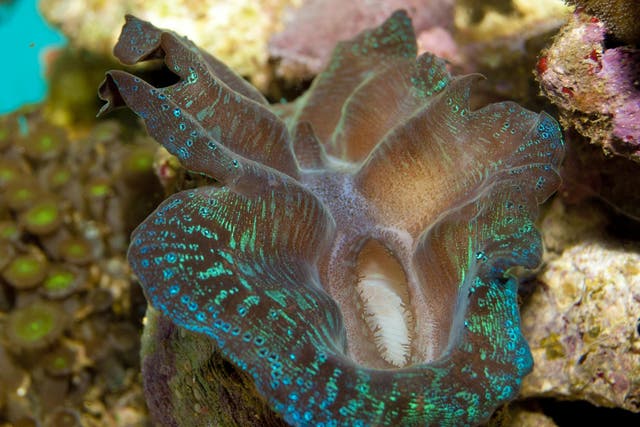 When a burrowing giant clam is very young, it picks out the home it will have for the rest of its life