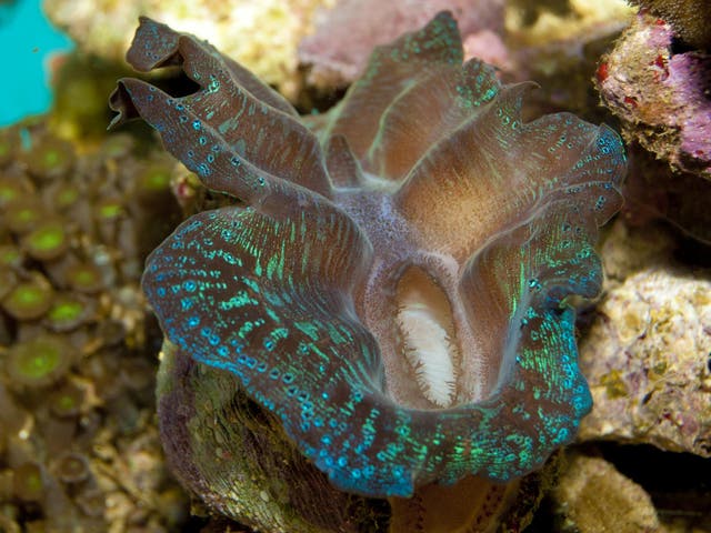 When a burrowing giant clam is very young, it picks out the home it will have for the rest of its life