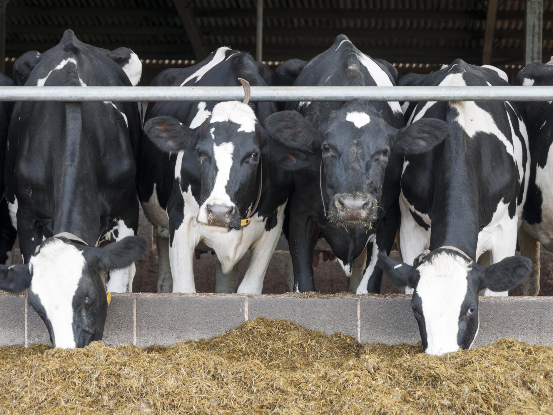 Ireland's dairy herd has been increasing in recent years, and so have the levels of climate change-inducing gases emitted by the cows