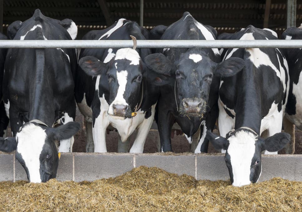 Ireland's dairy herd has been increasing in recent years, and so have the levels of climate change-inducing gases emitted by the cows
