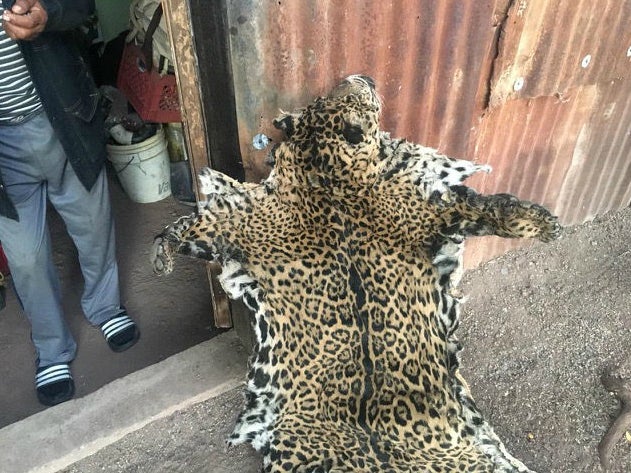 Wildlife officials and jaguar conservationists in Arizona identified the jaguar by the pattern on its pelt