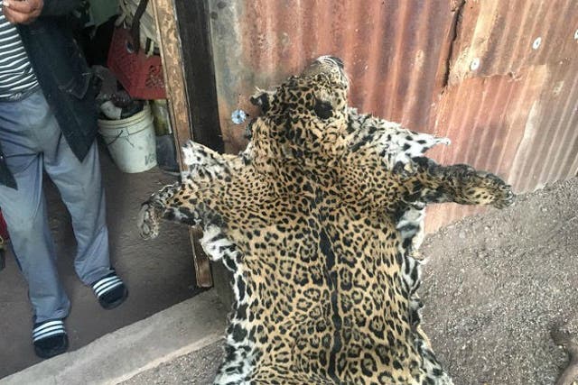 Wildlife officials and jaguar conservationists in Arizona identified the jaguar by the pattern on its pelt