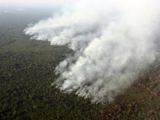 Area of forest the size of Italy destroyed last year