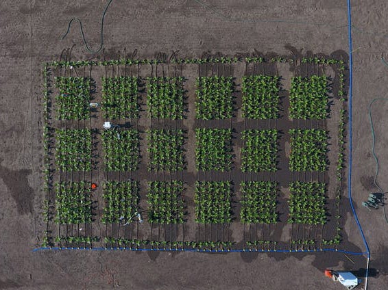 A drone shot of the field where South and his colleagues test their genetically modified tobacco plants