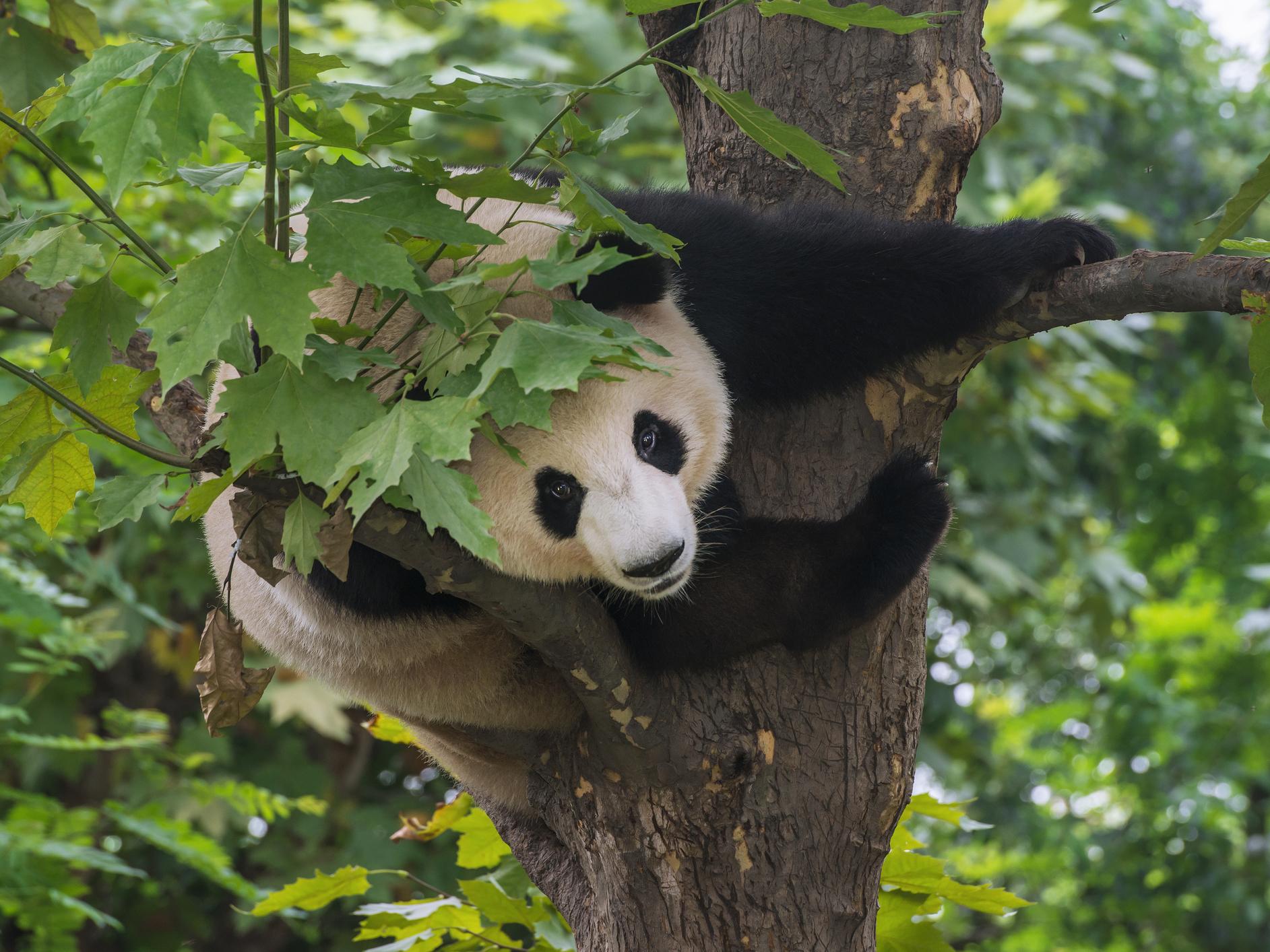 Panda conservation brings in environmental benefits worth billions every  year | The Independent | The Independent