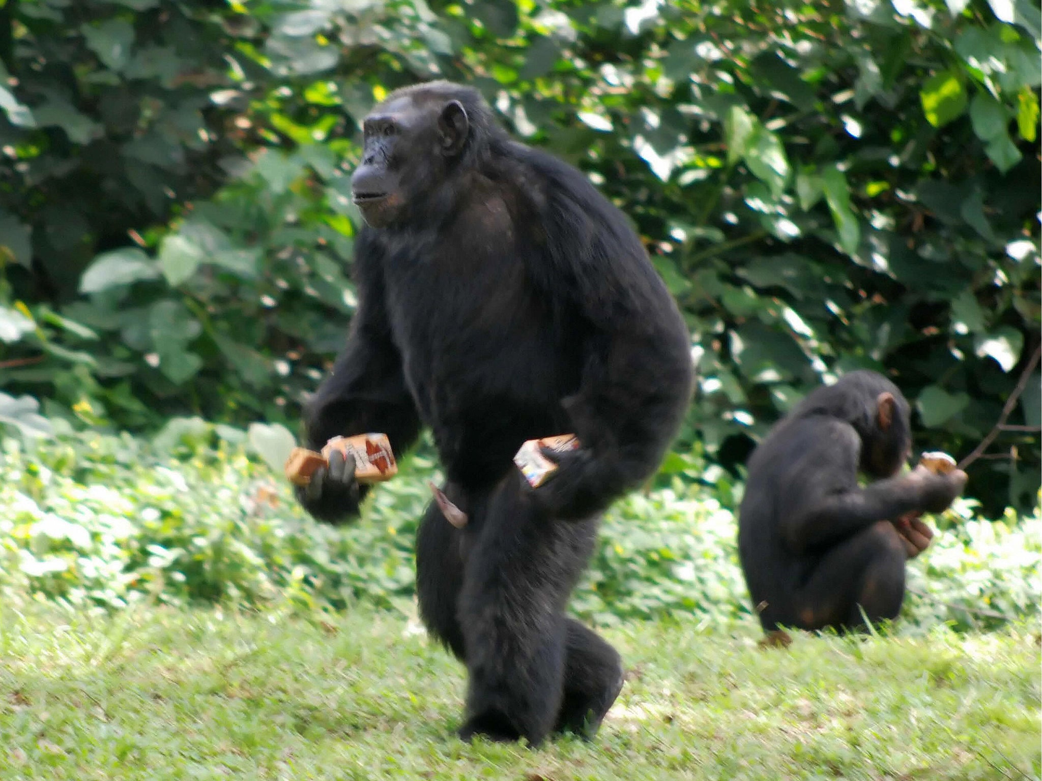You should not call a bully an alpha male, as these chimpanzees are both impressive leaders and caring, says expert