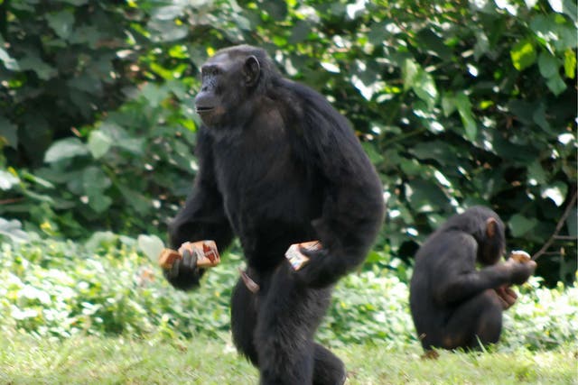 You should not call a bully an alpha male, as these chimpanzees are both impressive leaders and caring, says expert