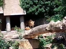 Lion devours wild heron in front of shocked visitors at Amsterdam zoo