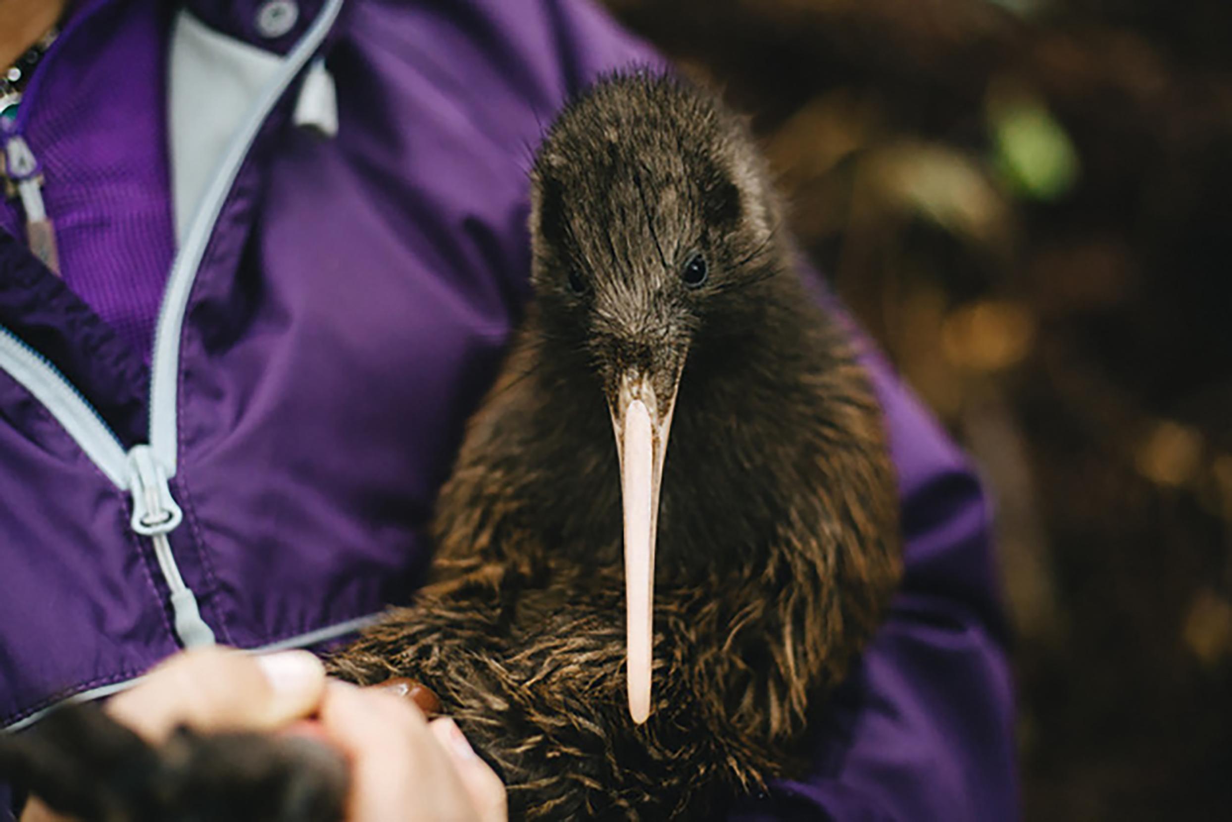 The endangered kiwi bird