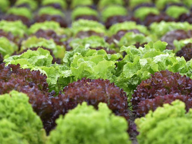 More than 18 million heads of lettuce were sold across the UK last week