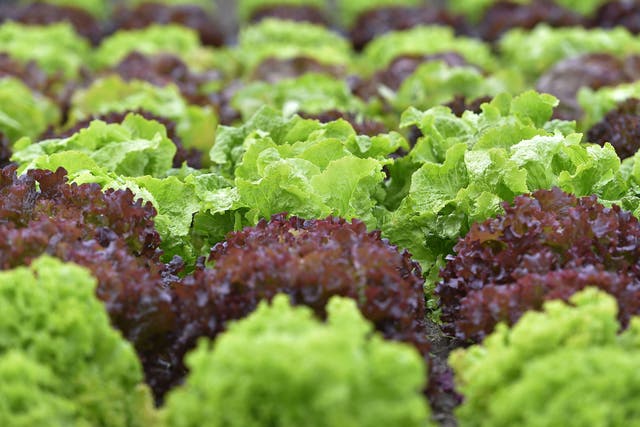 More than 18 million heads of lettuce were sold across the UK last week