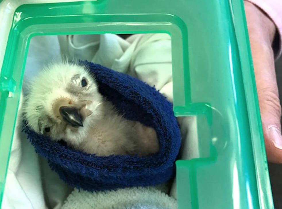 One of the baby vultures seized at Heathrow
