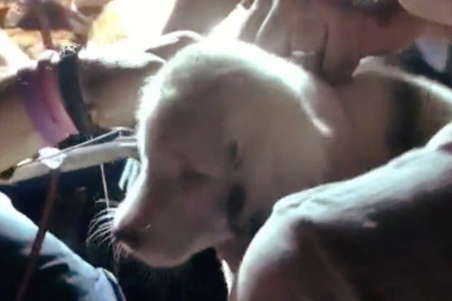 Deaf puppy named Toffee is being lifted out of the hole