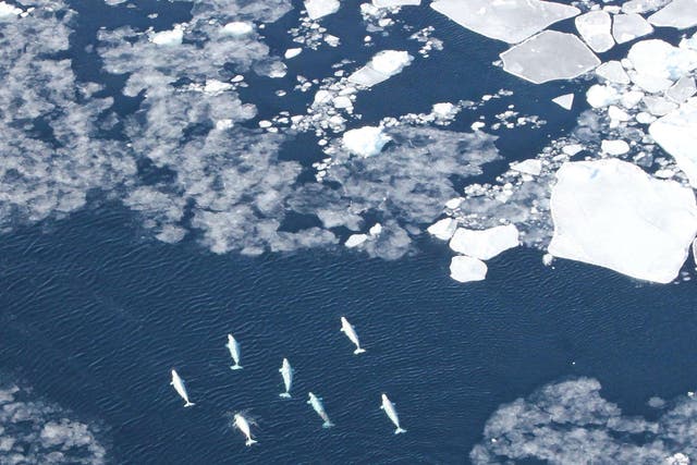 Belugas in the pack ice in West Greenland: whales such as these are particularly threatened by ships crossing the Arctic